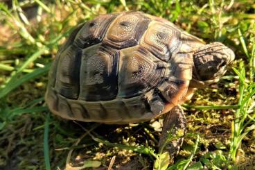 Landschildkröten kaufen und verkaufen Foto: maurische Landschildkröten