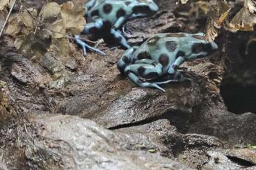 Poison dart frogs kaufen und verkaufen Photo: Dendrobates auratus El Cope
