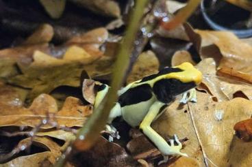 Poison dart frogs kaufen und verkaufen Photo: Timctorius Regina Nachzuchten abzugeben