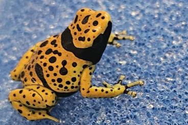 Poison dart frogs kaufen und verkaufen Photo: Dendrobates Leucomela "Bolivar"