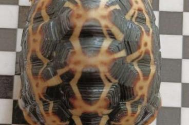 Schildkröten  kaufen und verkaufen Foto: 0,1 Pyxis. a. oblonga   subadult
