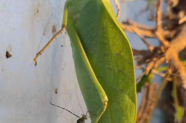 Insekten kaufen und verkaufen Foto: Kubanische Riesen-Blattschrecke (Stilpnochlora couloniana)