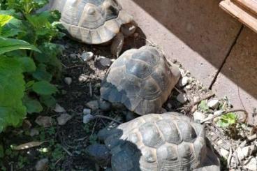 Landschildkröten kaufen und verkaufen Foto: 3 maurische Schildkröten als Gruppe zu verkaufen