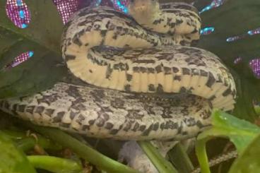 Schlangen kaufen und verkaufen Foto: Wunderschöne Kornnatter abzugeben