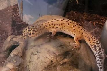 Geckos kaufen und verkaufen Foto: 2 Leopardgeckos (Weibchen und Männchen)