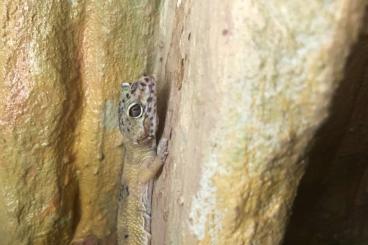 Geckos kaufen und verkaufen Foto: 2 Leopardgeckos weiblich/männlich