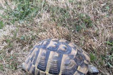 Landschildkröten kaufen und verkaufen Foto: Weibliche Landschildkröte 