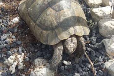 Landschildkröten kaufen und verkaufen Foto: Seltne Maurische Landschildkröten anatolische