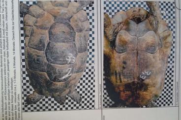 Landschildkröten kaufen und verkaufen Foto: 3 Sehr seltene Testudo gracea anatolian Gigant 2021