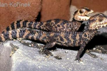 andere Echsen kaufen und verkaufen Foto: Glattstirn Kaiman paleosuchus palpebrosus 0.1