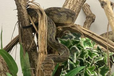 Pythons kaufen und verkaufen Foto: Morelia/ Simalia amethistina merauke