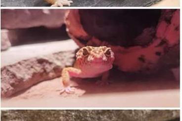 Geckos kaufen und verkaufen Foto: 4 leopardgeckos mit terra abzugeben 