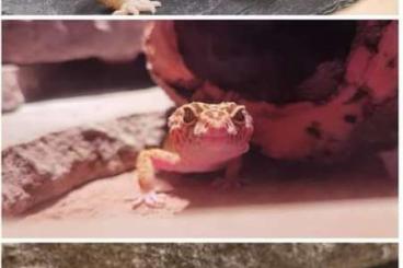 Geckos kaufen und verkaufen Photo: 2 leopardgeckos mit terra abzugeben 