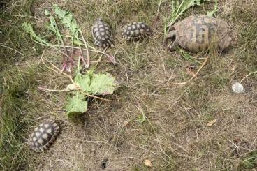 Landschildkröten kaufen und verkaufen Foto: Ein Paar Breitrandschildkröten zur Zucht