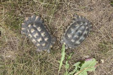 Landschildkröten kaufen und verkaufen Foto: 1 Pärchen Breitrandschildkröten 