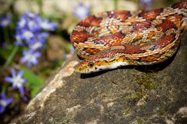 Nattern ungiftige  kaufen und verkaufen Foto: Ausgewachsene wildfarbene Kornnatter mit voll ausgestattetem Terrarium