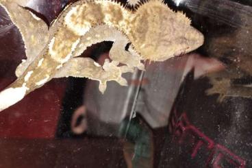 Geckos kaufen und verkaufen Foto: Junges Kronengecko Männchen 