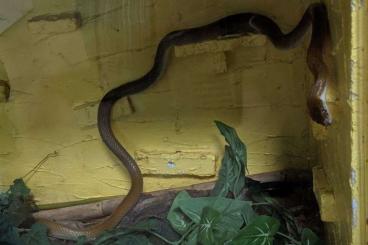 Schlangen kaufen und verkaufen Foto: afrikanische Hausschlange Olivebraun