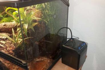 Enclosures kaufen und verkaufen Photo: Terrarium mit 2 rotkehlanolis 