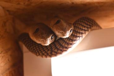 Venomous snakes kaufen und verkaufen Photo: A vendre divers serpents venimeux Venomous snakes kaufen und verkaufen Photo: A vendre divers serpents venimeux