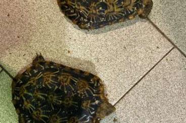 Landschildkröten kaufen und verkaufen Foto: MALACOCHERSUS TORNIERI COUPLE