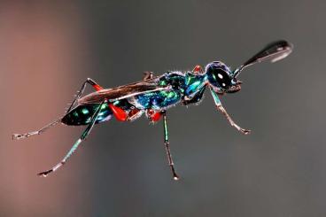 Insekten kaufen und verkaufen Foto: Wanted Emerald Cockroach Wasp (Ampulex compressa)