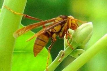 Insekten kaufen und verkaufen Foto: Looking for Paper Wasps (Polistes sp)