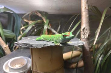 Geckos kaufen und verkaufen Foto: Phelsuma Grandis Großer Madagaskar Taggecko 1.0 adult