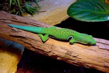Geckos kaufen und verkaufen Foto: Wanted 1.3 Phelsuma quadriocellata