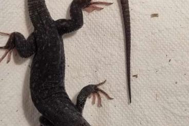 other lizards kaufen und verkaufen Photo: FÜR HOUTEN!!! Timon lepidus melanistic