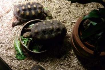Landschildkröten kaufen und verkaufen Foto: 1/3 Chelonoides carbonarius