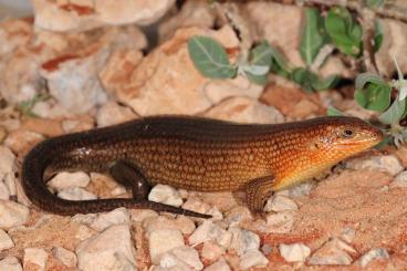 Skinke kaufen und verkaufen Foto: Trachylepis brevicollis (Somalia)