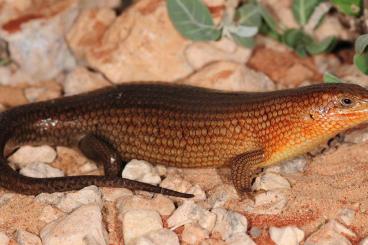 Skinke kaufen und verkaufen Foto: Trachylepis brevicollis (Somalia)