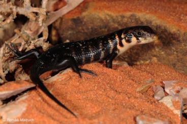 Skinks kaufen und verkaufen Photo: Trachylepis brevicollis (Somalia)