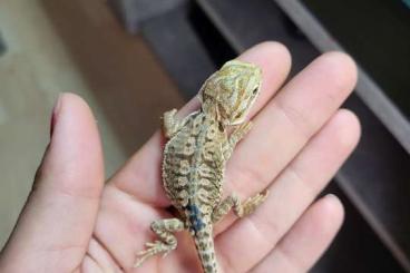 Bearded dragons kaufen und verkaufen Photo: Abgabebereit! 40€ Bartagamen Rot Gelbe Musterung 