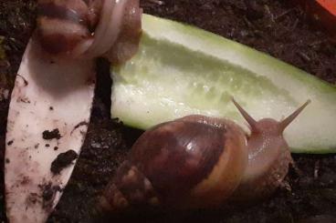 Schnecken kaufen und verkaufen Foto: Lissachatina fulica wildfarben