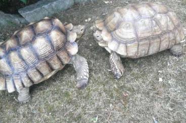 Landschildkröten kaufen und verkaufen Foto: Adulte Gruppe Sulcatas 2,2 zu verkaufen 