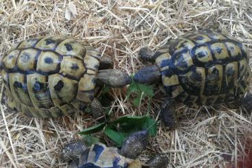 Landschildkröten kaufen und verkaufen Foto: Adulte männliche Griechen (Hermanni boettgeri) 