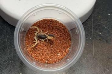 Spiders and Scorpions kaufen und verkaufen Photo: Scorpions current offer 4.2