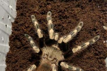 Spiders and Scorpions kaufen und verkaufen Photo: Spiders current offer - 4.2