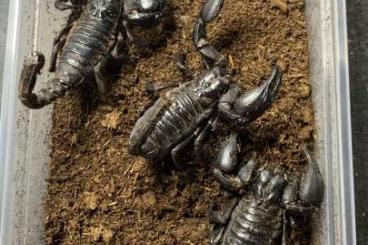 Spinnen und Skorpione kaufen und verkaufen Foto: Scorpions current offer - 15.5 Spinnen und Skorpione kaufen und verkaufen Foto: Scorpions current offer - 15.5