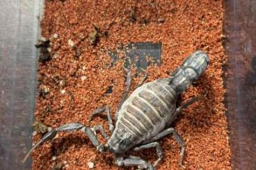Spiders and Scorpions kaufen und verkaufen Photo: Scorpions current offer - 8.6 Spiders and Scorpions kaufen und verkaufen Photo: Scorpions current offer - 8.6