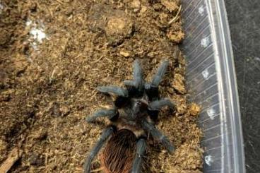Spiders and Scorpions kaufen und verkaufen Photo: Spiders current offer 8.6 Spiders and Scorpions kaufen und verkaufen Photo: Spiders current offer 8.6