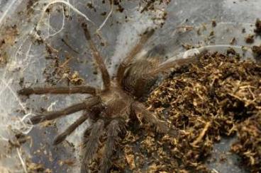 Spinnen und Skorpione kaufen und verkaufen Foto: Spiders - current offer 17.6 Spinnen und Skorpione kaufen und verkaufen Foto: Spiders - current offer 17.6