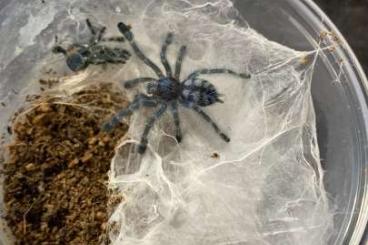 Spinnen und Skorpione kaufen und verkaufen Foto: Spiders current offer - 1.7 Spinnen und Skorpione kaufen und verkaufen Foto: Spiders current offer - 1.7
