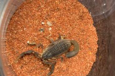 Skorpione kaufen und verkaufen Foto: Scorpions current offer 1.7 Skorpione kaufen und verkaufen Foto: Scorpions current offer 1.7