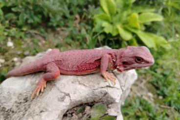 Bartagamen kaufen und verkaufen Foto: Extreme red beared dragon. Bartagamen kaufen und verkaufen Foto: Extreme red beared dragon.
