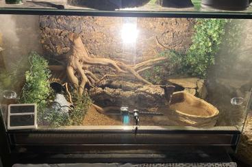 Geckos kaufen und verkaufen Foto: Leopardgeckos 1 M 2 W.      