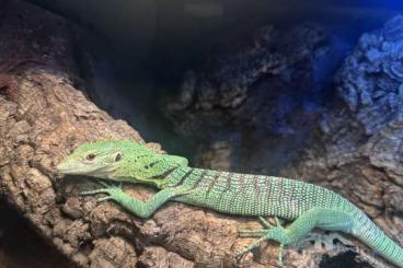 Monitor lizards kaufen und verkaufen Photo: Varanus Prasinus juvenile 