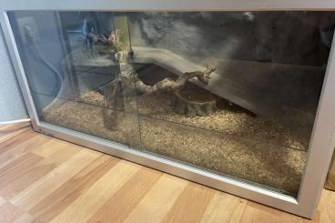 Schlangen kaufen und verkaufen Foto: 2 Kornnattern mit Terrarium und Zubehör 